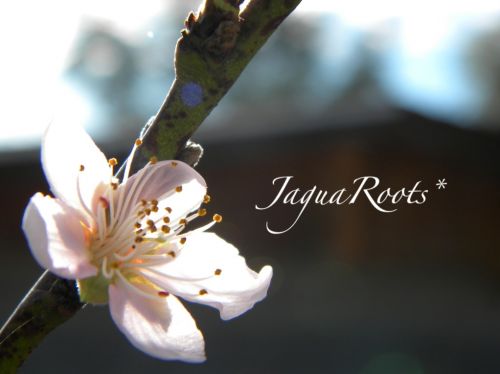 Fotografia de JaguaRoots* - Galeria Fotografica: Primavera anticipada...* - Foto: En busca del amor