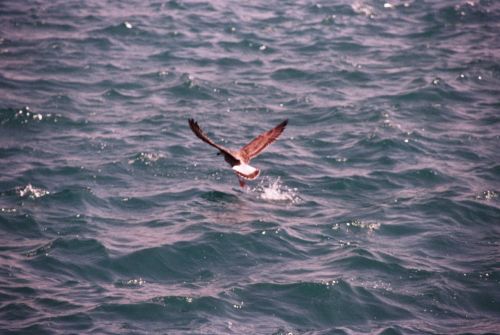 Fotografia de CESAR - Galeria Fotografica: JC - Foto: 