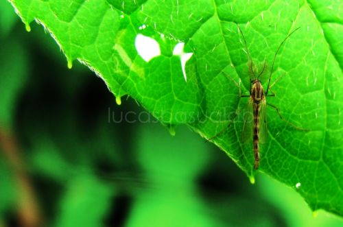 Fotografia de Lucas Basualdo Photographier - Galeria Fotografica: Autres - Foto: 