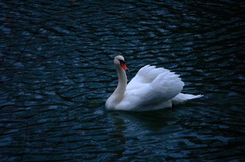 Fotografia de FotO i VideO PubliCitariO - Galeria Fotografica: Paris  - Foto: 