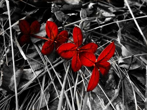 Fotografia de Nstor Gutirrez - Galeria Fotografica: Naturaleza - Foto: 