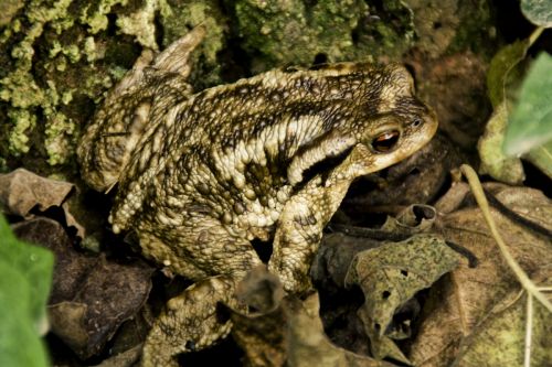 Fotografia de Nstor Gutirrez - Galeria Fotografica: Naturaleza - Foto: 