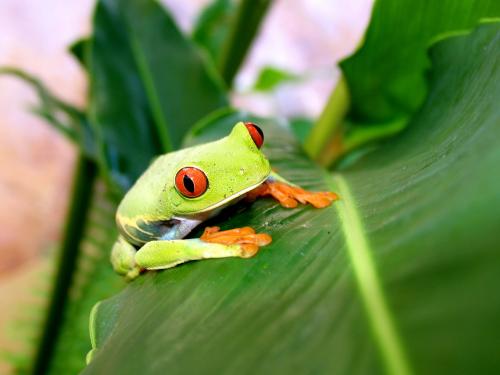 Fotografia de urko - Galeria Fotografica: mis viajes - Foto: ranita