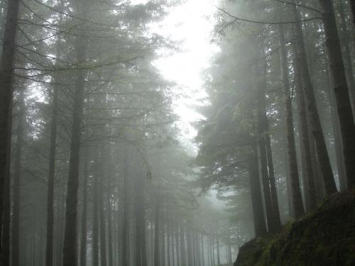 Fotografia de urko - Galeria Fotografica: mis viajes - Foto: niebla
