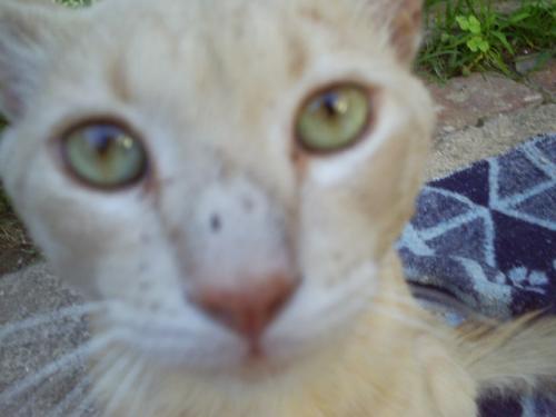 Fotografia de Psico - Galeria Fotografica: ANIMALS - Foto: 