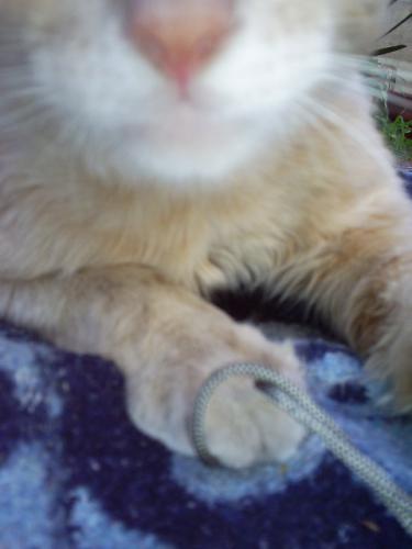 Fotografia de Psico - Galeria Fotografica: ANIMALS - Foto: Te tengo