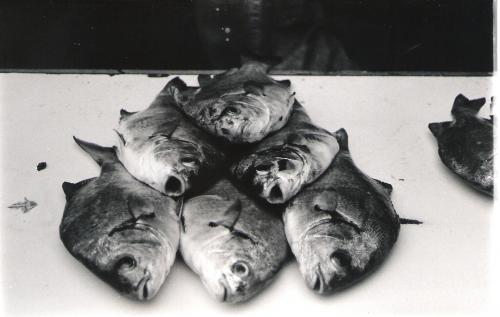 Fotografia de valkiria - Galeria Fotografica: b/n - Foto: peces cantando