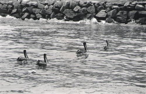 Fotografia de valkiria - Galeria Fotografica: b/n - Foto: matando pelicanos