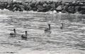 Fotos de valkiria -  Foto: b/n - matando pelicanos