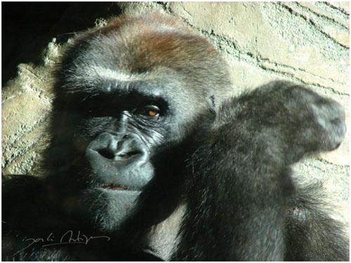 Fotografia de Jordi Artigas - Galeria Fotografica: Un d�a en el Zoo - Foto: Mama Gorila
