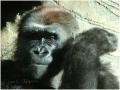 Fotos de Jordi Artigas -  Foto: Un da en el Zoo - Mama Gorila