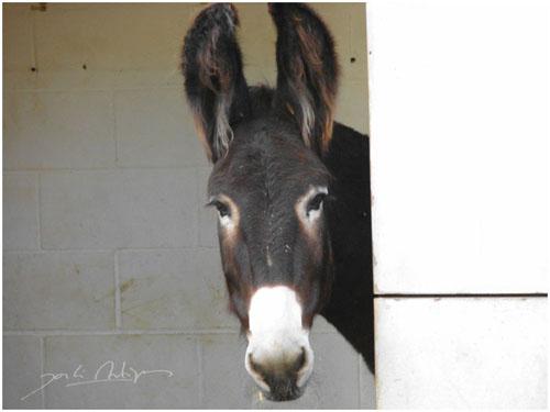 Fotografia de Jordi Artigas - Galeria Fotografica: Un d�a en el Zoo - Foto: Ke pasa !!!