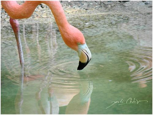 Fotografia de Jordi Artigas - Galeria Fotografica: Un d�a en el Zoo - Foto: Que sed que tengo.