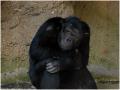 Fotos de Jordi Artigas -  Foto: Un da en el Zoo - Depresin