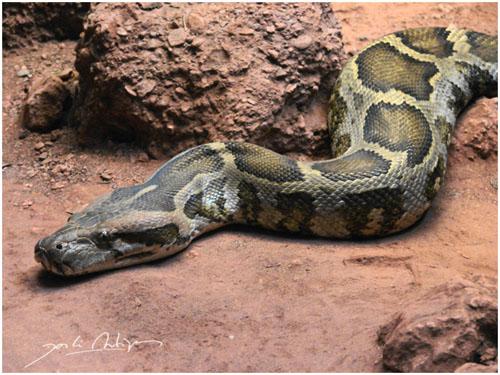 Fotografia de Jordi Artigas - Galeria Fotografica: Un d�a en el Zoo - Foto: Bicha