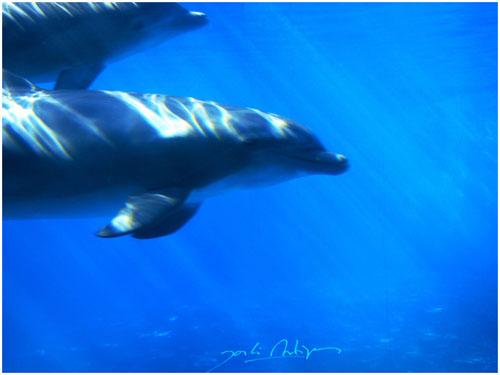 Fotografia de Jordi Artigas - Galeria Fotografica: Un d�a en el Zoo - Foto: Hola !!