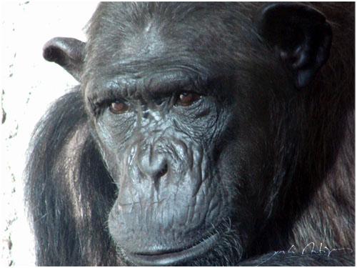 Fotografia de Jordi Artigas - Galeria Fotografica: Un d�a en el Zoo - Foto: Pensando