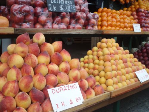 Fotografia de alma - Galeria Fotografica: tigre 2 - Foto: 