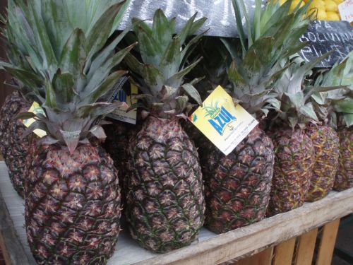 Fotografia de alma - Galeria Fotografica: tigre 2 - Foto: 