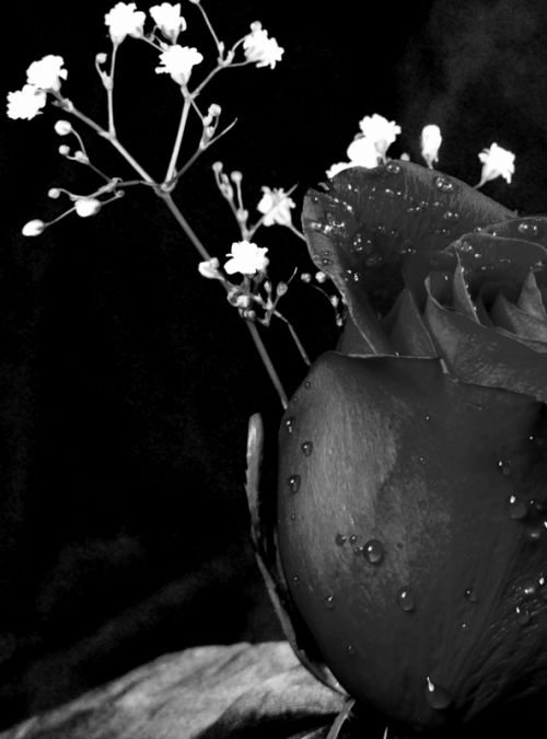 Fotografia de yaddok - Galeria Fotografica: macros - Foto: 