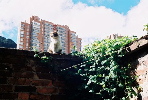 Fotografia de stephano183 - Galeria Fotografica: junio 2011 - Foto: 