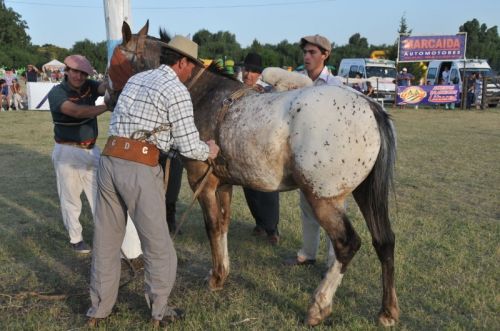 Fotografia de osvaldo cangelosi - Galeria Fotografica: CEBADA CERVECERA  2012  - Foto: 