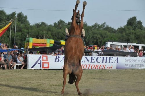 Fotografia de osvaldo cangelosi - Galeria Fotografica: CEBADA CERVECERA  2012  - Foto: 