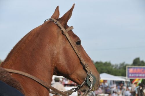 Fotografia de osvaldo cangelosi - Galeria Fotografica: CEBADA CERVECERA  2012  - Foto: 