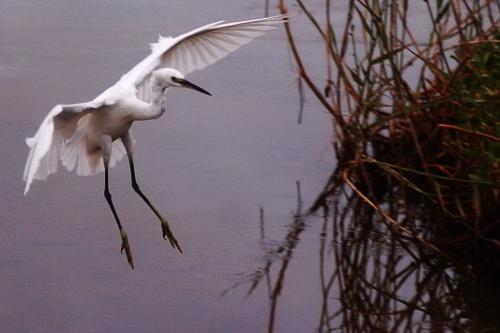 Fotografia de FotoMykel - Galeria Fotografica: FOTOREPORTAJES EN GENERAL - Foto: Charca de Maspalomas