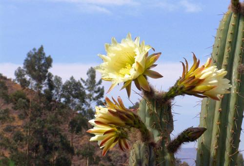 Fotografia de Abel carlos Becerra - Galeria Fotografica: FOTOS VARIADAS - Foto: 