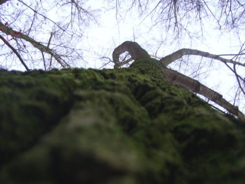 Fotografia de Ska_Wiking - Galeria Fotografica: Arboles - Foto: Arbol 001