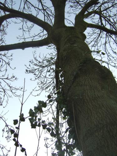 Fotografia de Ska_Wiking - Galeria Fotografica: Arboles - Foto: Arbol 002