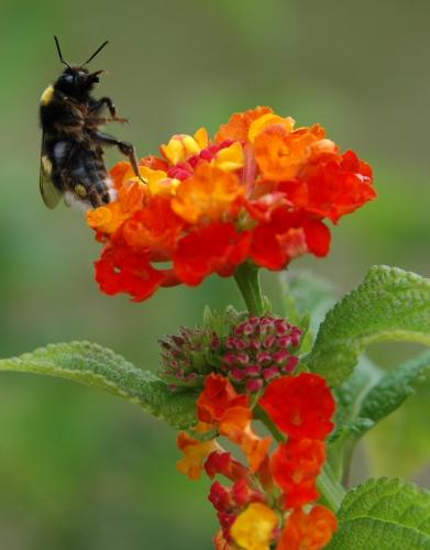 Fotografia de Chema - Galeria Fotografica: Belleza natural - Foto: Sorpresa								