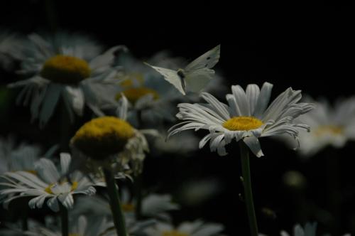 Fotografia de Chema - Galeria Fotografica: Belleza natural - Foto: De Blanco								