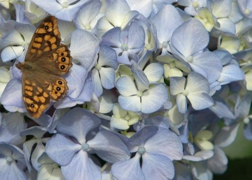 Fotografia de Chema - Galeria Fotografica: Belleza natural - Foto: En reposo							