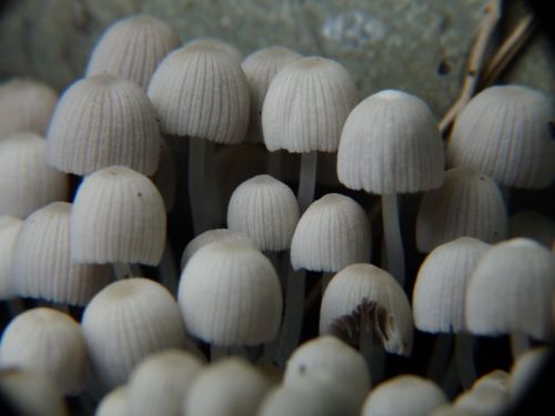 Fotografia de jhews - Galeria Fotografica: pura vida - Foto: minihongos