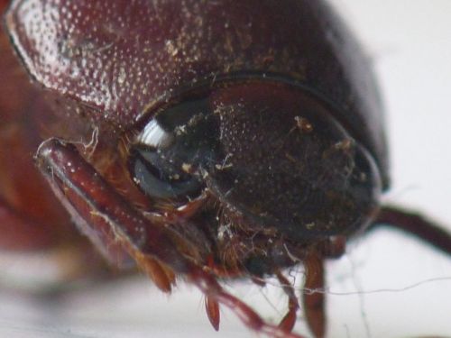 Fotografia de jhews - Galeria Fotografica: pura vida - Foto: abejn