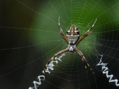 Fotografia de jhews - Galeria Fotografica: pura vida - Foto: araa