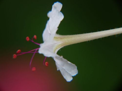 Fotografia de jhews - Galeria Fotografica: pura vida - Foto: miniflor