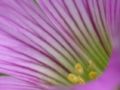 Foto de  jhews - Galería: pura vida - Fotografía: flor del trebol