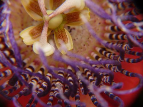 Fotografia de jhews - Galeria Fotografica: pura vida - Foto: flor silvestre