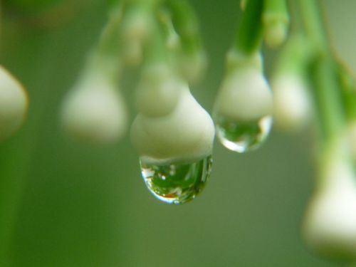 Fotografia de jhews - Galeria Fotografica: pura vida - Foto: gotas