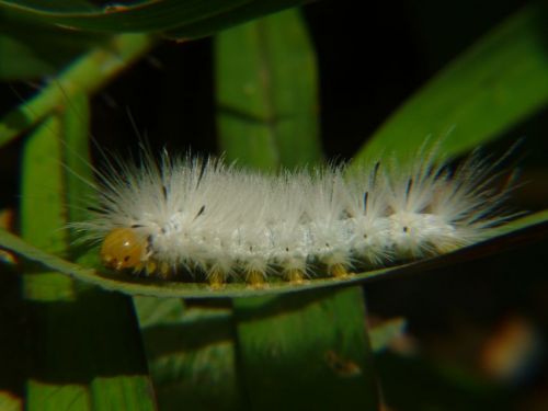 Fotografia de jhews - Galeria Fotografica: pura vida - Foto: gusano