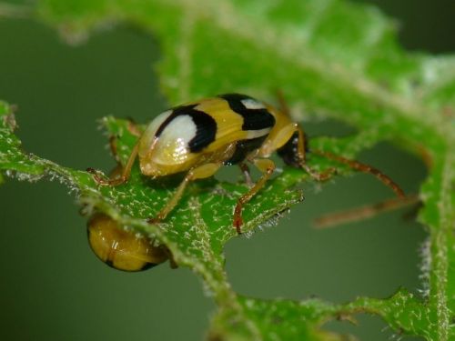 Fotografia de jhews - Galeria Fotografica: pura vida - Foto: mariquitas