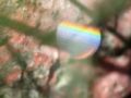 Fotos de jhews -  Foto: pura vida - arco iris en una gota