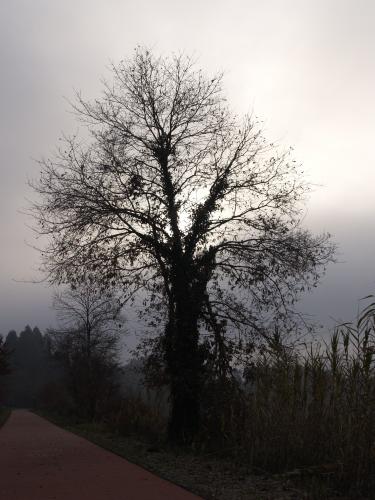 Fotografia de Studio Digital - Galeria Fotografica: Mejorando mi tecnica. - Foto: Contraluz