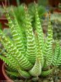 Fotos de Gusteivor -  Foto: centro - pequeo pariente de cactus