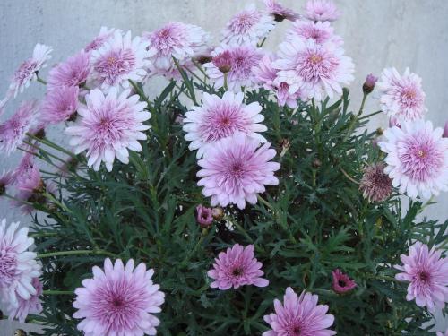 Fotografia de Kramer - Galeria Fotografica: Concktel - Foto: Enjambre