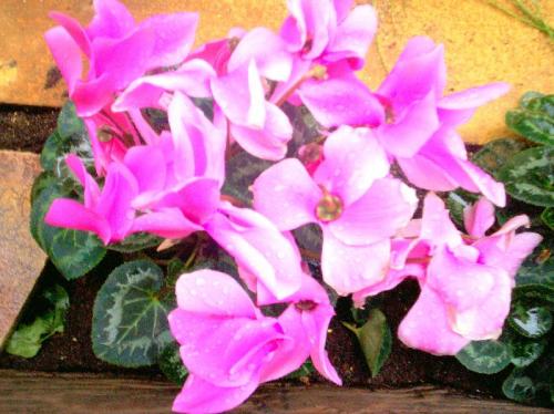 Fotografia de Quim Rizo - Galeria Fotografica: Instantes - Foto: 