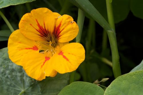 Fotografia de Germn - Galeria Fotografica: Las Mercedes - Foto: Flor